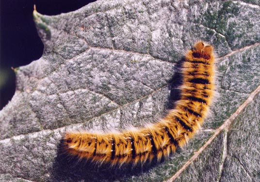 Lasiocampa trifolii e Cucullia tanaceti